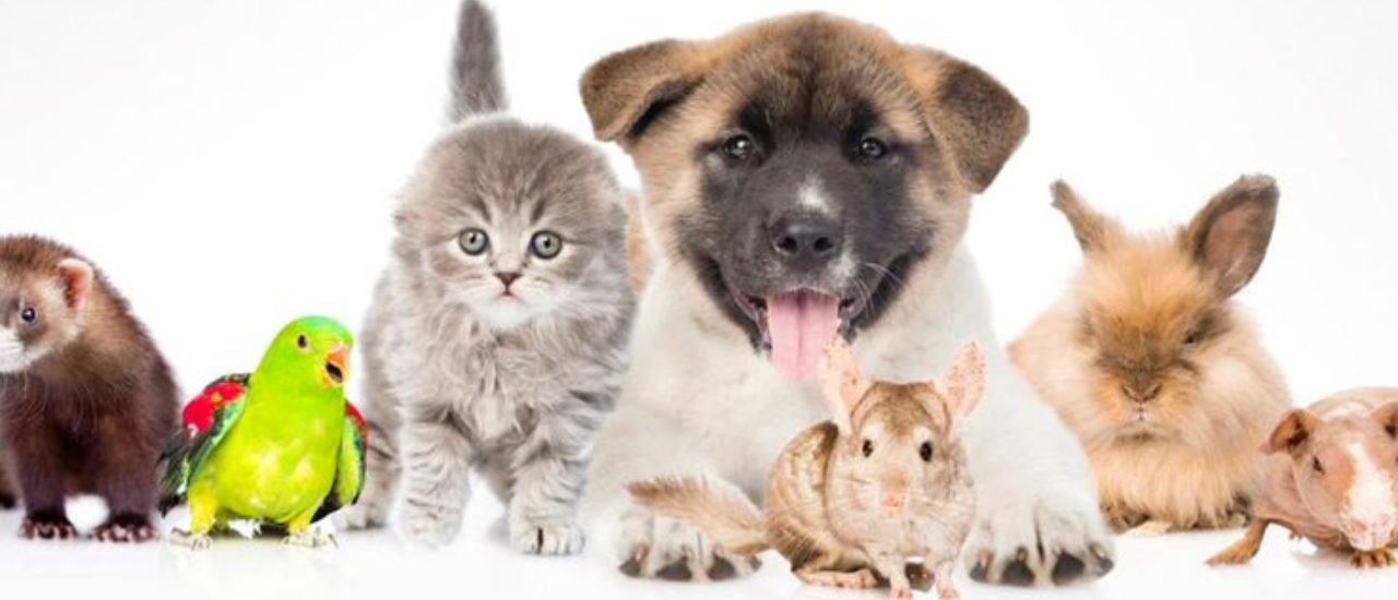 animais-titia-de-dogs