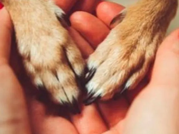 patas-titia-de-dogs