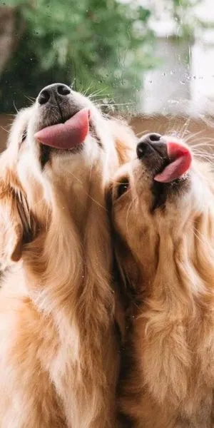 titia-de-dogs-carrossel