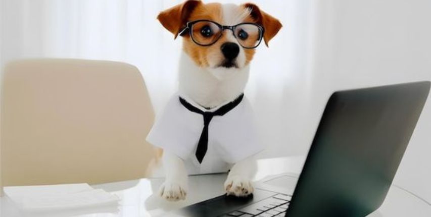 titia-de-dogs-contato