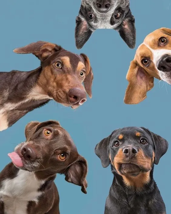 titia-de-dogs-sobre